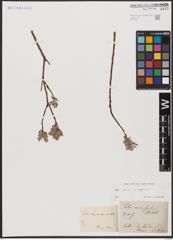Foto von Salix aurita L. x Salix lapponum L.